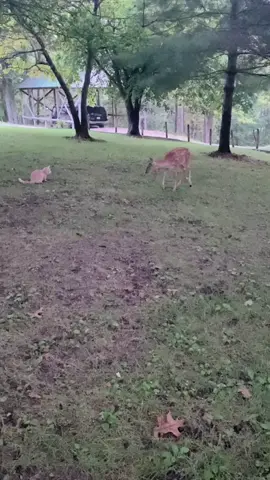 #onthisday #trails #Hiking #Cats #Dogs #HikingWithCats #ASMR #Animals #GoldenRetriever #HikingWithDogs #deer #Nature #thedodo #funny #fyp #foryou #friends  #asmrsounds  #asmrfood #fyp 