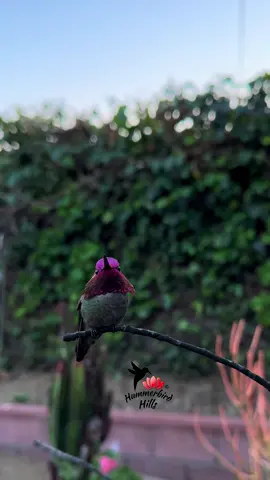 Nature’s living jewel 💎✨ #hummingbirds #nature #annashummingbird  . Share this video with friends and family to spread the joy of hummingbirds ✨ . . © All rights reserved.  Don’t use without permission.  . . . #birds #naturelover #Outdoors #birdwatching #gardenbirds #featherperfection #instabirds #wildlife #hummingbirdfeeder #backyardbirds #birdsinflight #hummingbird  #hummingbirdsoftiktok #asmr #foryou #vibes #WeekendVibes #viral #fyp #foryoupage #reels #birdreels #naturereels #reels__tiktok #viralvideo 