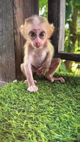 The baby monkey is feeling itchy #monkey #monkeys #monkeydluffy #babymonkey #cute #cutemonkey #wildlife #usa #monkeyface #wildanimals #animals #pet #foryou #cuteanimals #monkeybaby #viral #monkeylover #babyanimals #poor #adorable 