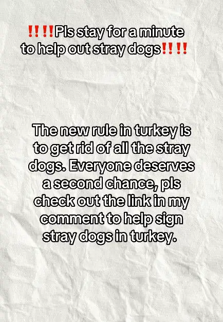 It takes you 2 minutes to help save a dogs life. Tiktok:  @Dobby & Friends 🇹🇷🐾🍉 #straydogs #straydog #straydogsaving #rescue #rescuedog #turkey #help #awareness #fyp #foryou #viral #dog #dogsoftiktok #strayanimal #kesfet #straydogrescue #dogrescue #turkeydog 