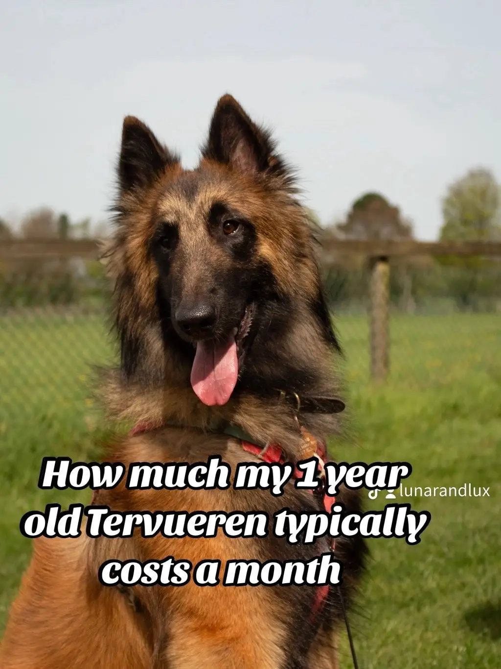 I regret making this. It’s confirmed I dont need another dog.  #belgianshepherd #belgiantervuren #workingtrials #agility #tervueren #tervuren #bitework #fastcat #showdog #agilitydog #DogTraining 