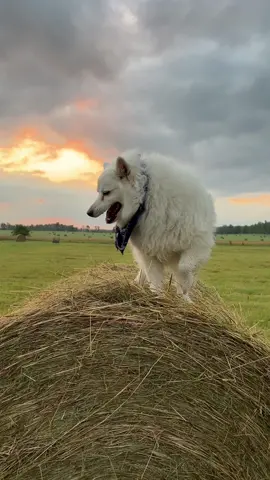 A lot of Olaf, Spicer at the end. Sunrise 🌅 and farm scooters with zoomies. #cat #cats #cattok #tuxedocat #funnycats #kittycat #zoomies #catwalk #catlover #funnycat 