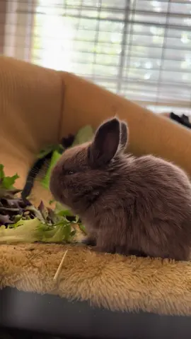 Treat time for new #baby #bunny. #cuteness for days. 