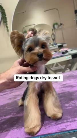 Whos your fav? 💦 #dogs #funnydogs #doggrooming #dogsbylogan 