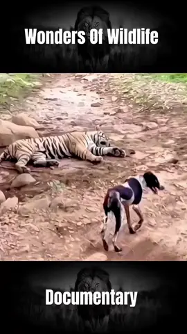 #hunter #tiger #dog #leopard #croc #viraltiktok #animalslife #wondersofwildlife #animalslifestyle #foryou #fyp #wildlifeoftiktok #foryoupage