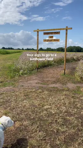 Your sign to go to a sunflower field 🌻🌻🌻 📍 Little Wytheford Farm       Shropshire  - #fypシ゚viral #fyp #daysout #daysoutwithkids #sunflower #sunflowerfield #littlewythefordfarm #shropshire #dogsoftiktok #dogfriendly #dogfriendlyuk #dogfriendlytravel #dogsoftiktok 