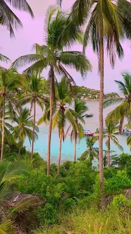 Palm trees and pink, a tropical dream 🌴🌊 📍John Suwan viewpoint - Koh Tao , Thailand 🇹🇭 . . #thailand #thailandtravel #palmtrees #tropical #pinksky #beachvibes #islandlife 