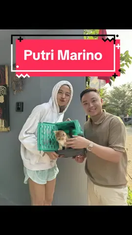 Makasih kak @marinoputri dan kak @Chicco Jerikho udah ambil BSH yang kedua 🥹🙏🏻  #putrimarino #chiccojerikho #britishshorthair 