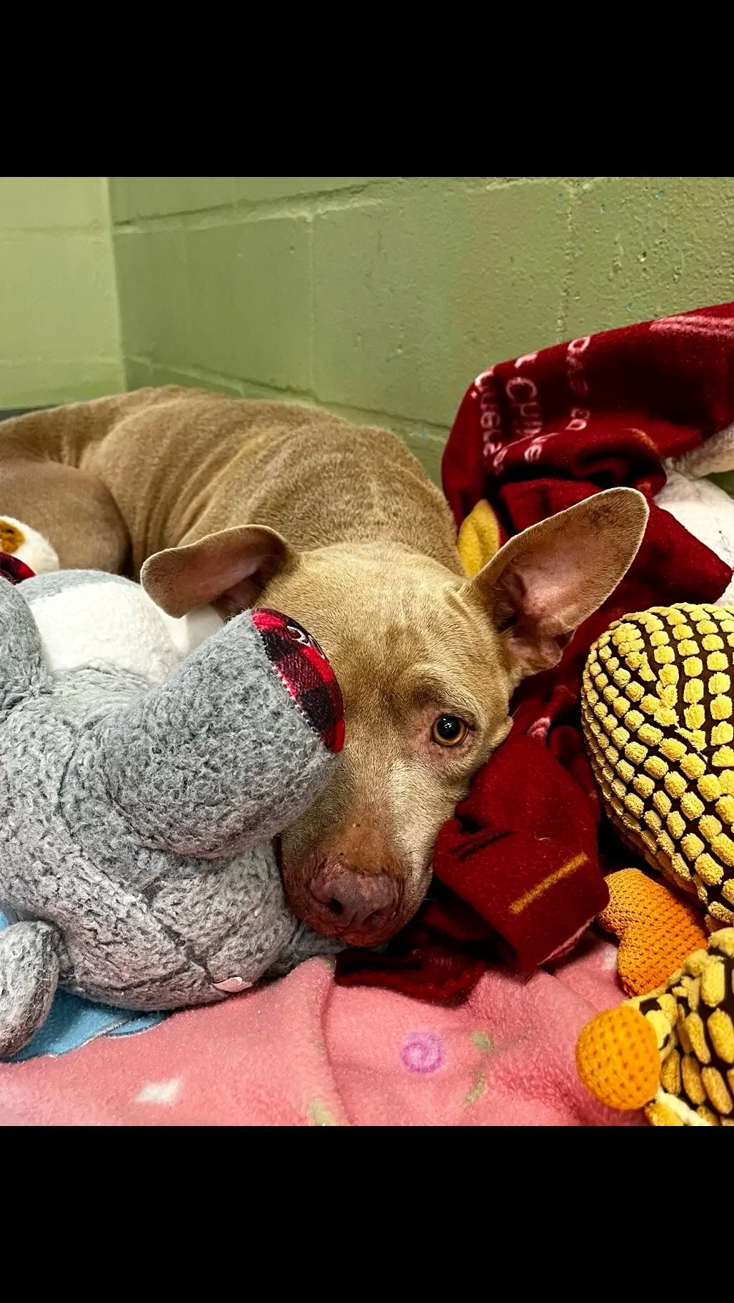 Even with all the love and comfort we try to give our homeless pets, sometimes the stress of the shelter is just too much for them 😔 Like 4-year-old Jewel, who just wants to hide in her stuffed animals 🥺  Jewel is a sweet dog who was sadly found as a stray wandering the streets in the middle of the night 💔 She has clearly been neglected and was likely used for breeding before being discarded 😔  Jewel is playful, loving and is highly treat motivated, making her an excellent family dog who would love to go on adventures with you! ❤️🐾    If you are unable to adopt Jewel, please share her post and consider donating to her care through the link in our bio 🙏    To meet Jewel or any other pet, visit www.humanebroward.com (link is in bio) and complete the pre-adoption application. Then visit the Humane Society of Broward County located at 2070 Griffin Road, Fort Lauderdale, FL 33312. The adoption kennels open daily at 11 a.m. and appointments are not required.    #rescuedog #shelterdog #adoptme #adoptdontshop #dogsoftiktok #florida #fortlauderdale #dogtok #doglover #momma #dogsoftheday #dogrescue #dog #fyp #foryou #bullybreed #americanbulldog #pittie #bulldog #mama  #pittiesoftiktok #bulldogsoftiktok  #foryoupage #please #pleasehelp #mutt #muttsoftiktok  #jewel