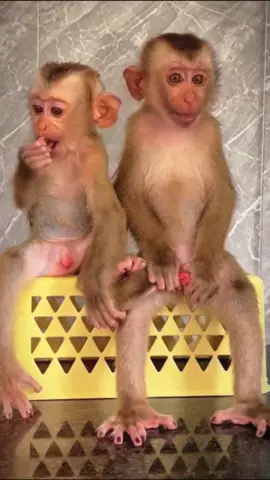 The baby monkey is angry #monkey #monkeys #poormonkey #babymonkey #animals #monkeysoftiktok #pet #forest #usa #cutemonkey #monkeylover #monkeyvideo #wildanimals #cute #rescue #viral #wildlife #🐒 #monkey360 