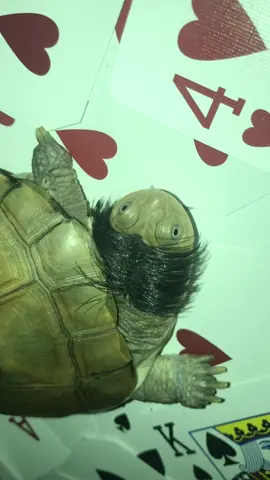 He’s going through a phase ♠️ #fypシ゚viral #turtle #hair #tonight #blowthisup 