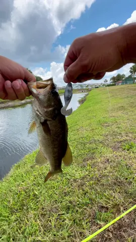 Just the mutant toad slaying a bass real quick😮‍💨I’ve caught so many different species of fish with this lure. It’s crazy! you can fish it top water, you can let it sink and fish it like a jerk bait or you can use it as a trailer. it’s so versatile, it’s a fishing machine and you can use it anywhere in the country💪 Link to my toad is in my bio!  #urbanfloridafishing #southfloridafishing #bassfishing #mutanttoad #floridafishing #canalfishing #southfloridafishing 