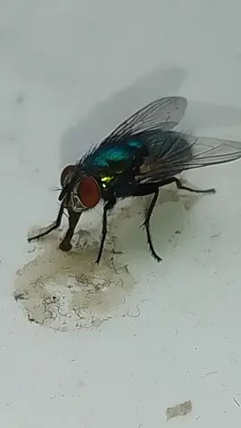 how cool is a fly close up was in a window feast on something NOT MY WINDOW 🤣 #fly 