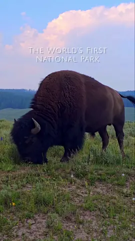 Life changing 💙 #yellowstone #yellowstonenationalpark #yellowstonewildlife #bison #bear #grizzly #wolf #elk #eagles #wyoming #nationalpark #fyp #fypシ゚viral 