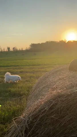 Jack Spicer, Pumpkin, and Olaf up to nonsense at sunset. It was a little warmer so there was a little less farm scooter zoomies. #cat #cats #cattok #tuxedocat #orangecat #funnycats #kittycat #zoomies #catwalk #catvideos #catlover 