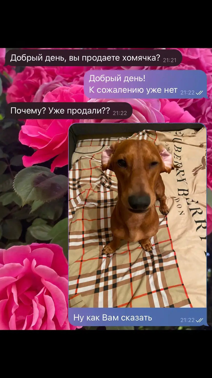 #daschund #такса #fyp #foryou #funnyanimals #sausagedog #смешно 