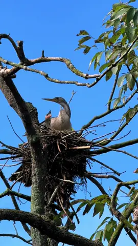 One tiny baby, just a couple of days old! Thats mama sitting with it, but she will actually switch off with dad halfway through the day. 50/50 parenting in these trees 🥰 #anhinga #birdtok #baby #mama #burdsoftiktok #bird #animalsoftiktok #wildlife #nature #animals 