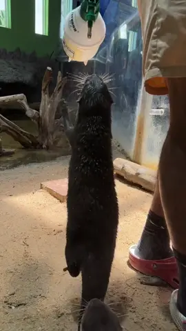 Happy otters #otters #ottersoftiktok #otterlover #smallclawedotter #otter 