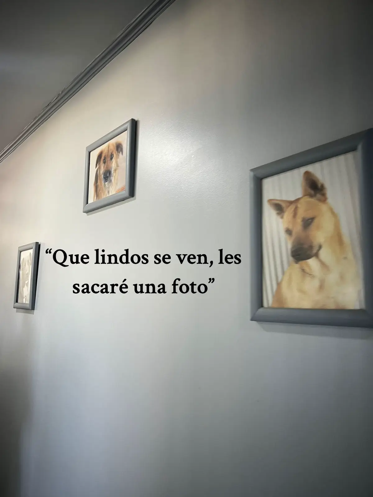 Como no enamorase de ellos!❤️  todos disponibles para adopcion repsonsable y faltan muchos más.  Instagram: @fundacion_stuka #fyp #parati #dogsoftiktok #chile  #adopcionresponsable #foryoupage #fundacionstuka 