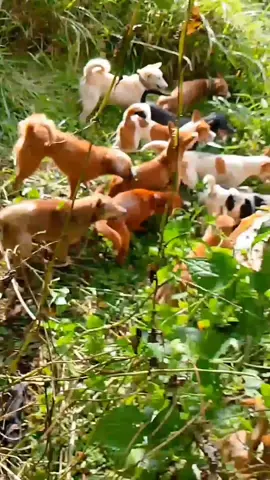 raja babi penunggu gunung kerinci lawan belasan ekor anjing pemburu #fyp   #viral #porbikayuaro  