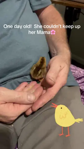 She is now back with Mama🌸 #chicken #babychicken 