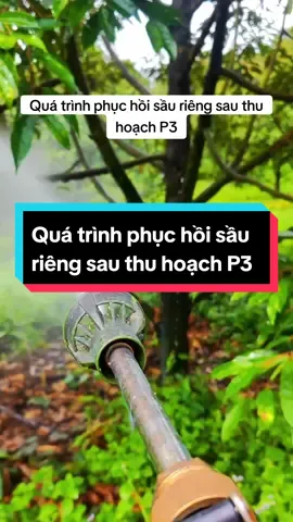 Quá trình phục hồi sầu riêng sau thu hoạch P3#nguyendacnghia #hướngdẫntỉacànhsầuriêng #tiacanhsaurieng #giásầuriêng #chămsóchoasầuriêng #chămsóchoasầuriêng #sauriengthai #chamsocsaurieng #phụchồisầuriêngsauthuhoạch #tiacanhtaotansaurieng 