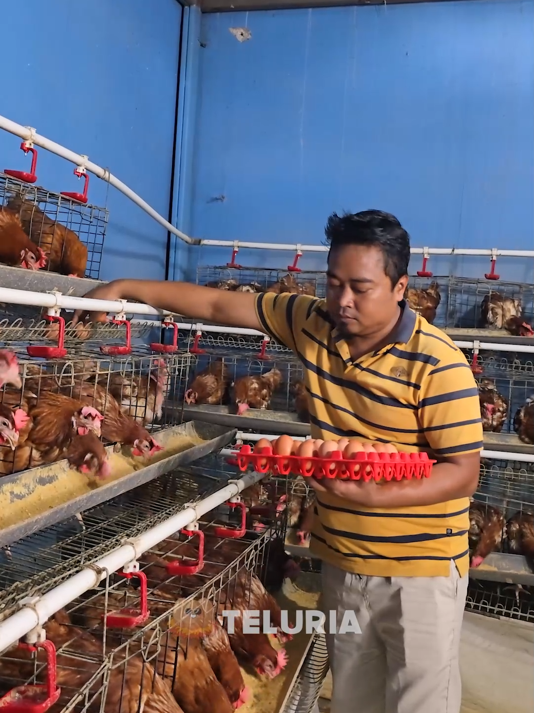 Rutinitas Keseharian Peternak Ayam Petelur Jika anda tertarik untuk memulai bisnis ayam petelur, hubungi kami segera! 🤝🏻 .. Untuk Informasi lengkap tentang kami, klik link di bio! ✉️ : lper.teluria@gmail.com 🌐 : www.teluria.id 📞 Call/Whatsapp : +62-877-8004-3215 📍 Alamat LPER Teluria : Jl. Pelita Utama Perumahan Pondok Melati Indah No.74, RT.005/RW.005, Jatiwarna, Kec. Pd. Melati, Kota Bks, Jawa Barat 17415 #fyp #fypシ #foryou #foryoupage #lperteluria #membangunnegeridenganhati #produksitelurrumahan #beranimemulai #beranimemulaiusaha #beranimemulaibisnis #telurayam #telurayamrumahan #lper #lperbekasi #teluria #teluriabekasi #teluriapusat #pelatihankerja #pelatihanumkm #umkm #umkmbinaan #umkmjuara