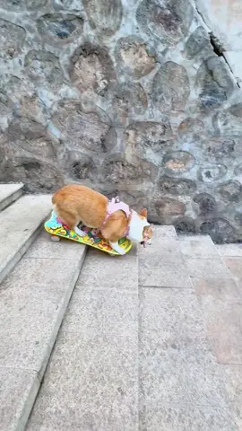 Dog playing skateboard#dog #cool #cute #fyp 