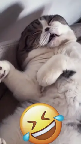 Funny pets #funnydog #talkingdogsoftiktok #voiceover #funnypets #talkingcat #talkinganimals #foryou #foryoupage❤️❤️ #pagefortou_🔥 #fypp #pfy 