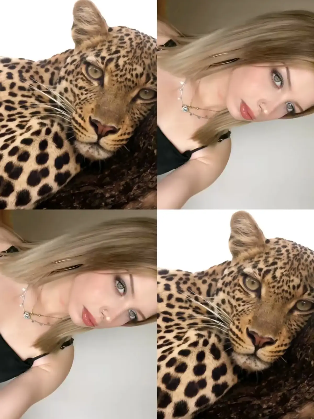 🐆🖤