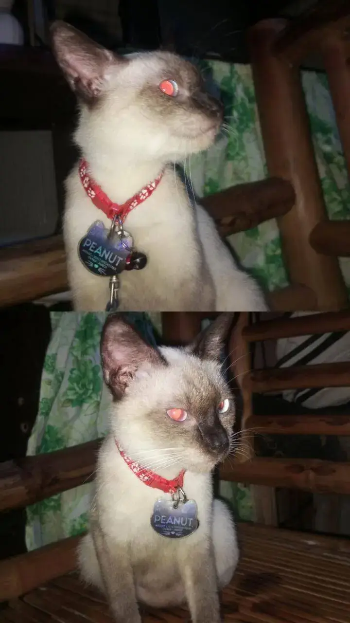 #siamese #catlover #tiktokcats #cats #catsoftiktok #PetsOfTikTok #fyp #foryou 