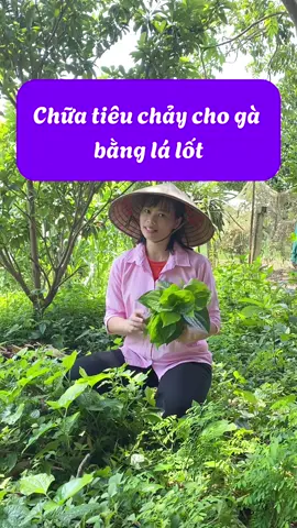 Chữa tiêu chảy cho gà bằng lá lốt #tuyenchannuoi #channuoi #bigking #xuhuong #benhoga 