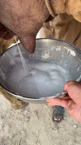 ريحة ناقه 😂🤤🥹