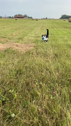 Jack Spicer was complaining because we didn’t go to the giant hay bale stack and because Olaf didn’t come along because he was to worried about missing out on getting treats after Grandpa finishes breakfast. #cat #cats #cattok #tuxedocat #funnycats #kittycat #zoomies #catwalk #catvideos #catlover 