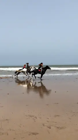 Who are those horses? Can you name them? And which one is your favourite? 👉🏼 We are a Travel Agency based in Essaouira (Morocco). Join us for an unforgettable horseride holidays. Ride the best horses in town, and meet the best team of riders.  . . . . . . #horses #horsesoftiktok #horse #horsetok #equestrian #fyp #cheval #fypage #viral #viralvideo #pferd #horsesontiktok #лошадь #horselove #essaouira #morocco #lovak #caballos #cavalli #girls #horsegirls 