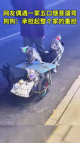 网友偶遇一家五口惬意遛弯 狗狗:承担起整个家的重担 #猫 #狗 #动物世界