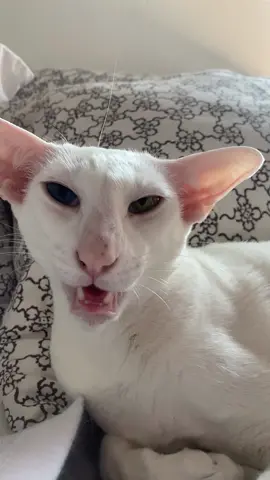 Whisker on head #handsome #normancat #orientalshorthair #catsoftiktok #whiskers 