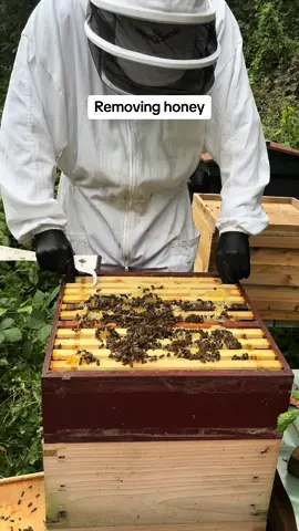 These bees were so calm during honey extraction that Gareth didn’t even need to use the smoker until halfway through! 🐝🍯 We always ensure to leave plenty of stores on the hive, so our bees have enough natural food to thrive throughout the winter and spring without needing any sugar supplements. Happy bees, happy beekeepers!