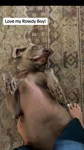 ROWDY LOVES BIG! Happy National Dog Day! #lifeofrowdy #weimaraner #weim #weimaranersoftiktok #dog #dogs #dogsoftiktok #nationaldogday #goodboy 