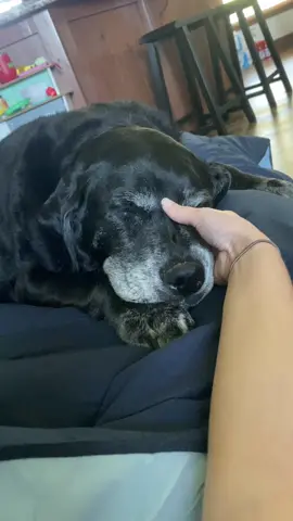 #petloss #petgrief #dogsoftiktok #labsoftiktok 