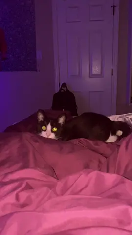 Hes a good boy #fypシ゚viral #meme #cat #real #fyp #trending 