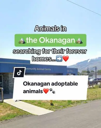 Many sweet #adoptableanimals are in search of their forever homes in the Okanagan!❤️🐾 To view our adoptable animals, visit our link in bio!