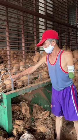 The process before coconut milk - Thai fruit | Coconut milk🥥 Shop name: รุ่งเรือง  📍Location: Mueang Mai Market, Chiang Mai, Thailand  #foodland #asmr #fruit 