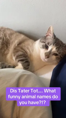 The most handsome kitty boy 🖤🖤 Meet Tater Tot  What is your pet(‘s) names? #catlady #catslove #lynxpointsiamese #animalstok #chonkycat 