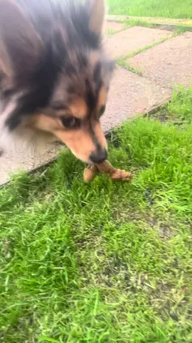 He’s so gross #dogeatspoop #dogsoftiktok #dog #pomeranian #pomeraniansoftiktok #fypage #fy #foryoupage #xyzbca 