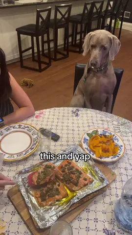 best ever #dogs #dogsoftiktok #cutedogs #dogtok #fyp #yap #brat #foryoupage #dogtok #yapping 