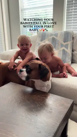 To the dog you get in your 20’s #dogsoftiktok #dog #dogandbaby #boxer #boxersoftiktok #hopecore #dogs #familydog #twins #twinsoftiktok #babiesoftiktok #pet #foryou #foryoupage #viral #trending 