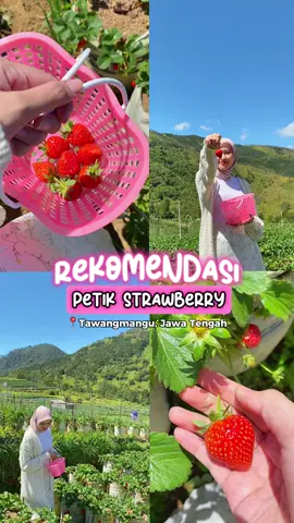Seneng banget‼️ nemuin tempat petik strawberry di tawangmangu yang buahnya gedhe”+manis🍓✨ #stawberry #tawangmangu #stawberrytawangmangu #mongkrang #lawu #petikstrawberry #wisatapetikstrawberry 