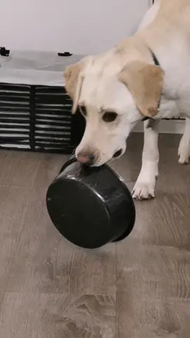 No Labby's were forgotten in the making of this video 🤭😄🤣 #dinnertime #labrador #dogtok #sillyboy 