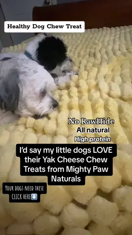 My dogs love their Mighty Paws Naturals Yak Cheese Chews #mightypaws #dogs #dogtreats #treats #yakchew #dogchew #dogmom #dogsoftiktok #dogtok  #healthydogtreats 